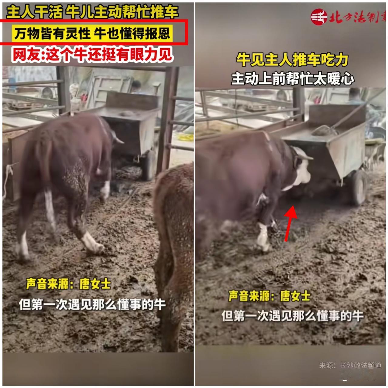 这头牛的报恩方式，真的把“双向奔赴”焊死在亲情里了！
 
安徽养殖场的一头牛火了