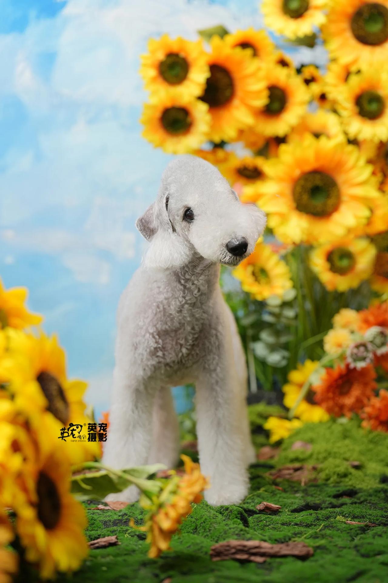 两个小朋友，各有各的美
188元花花照，衬托孩子们的美😙