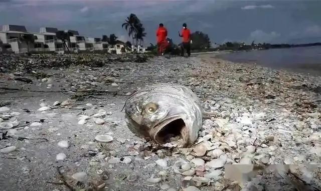 还记得日本排放了多少核废水吗？全世界反对排放都没用，反而是俄罗斯发生8，8级的大