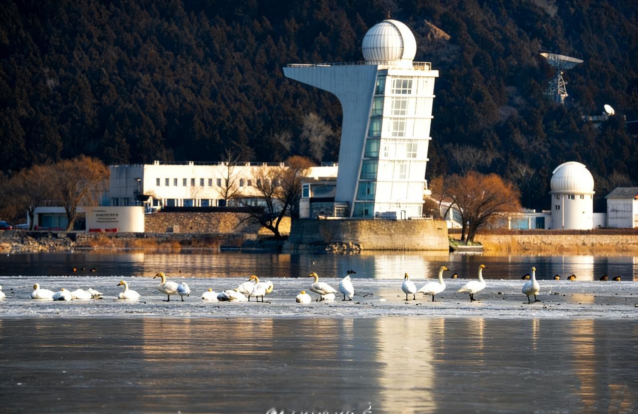 【天鹅雪绒团🦢🦢🦢来打卡啦】
 继圆明园惊现芝麻团子天团，怀柔水库迎来了天