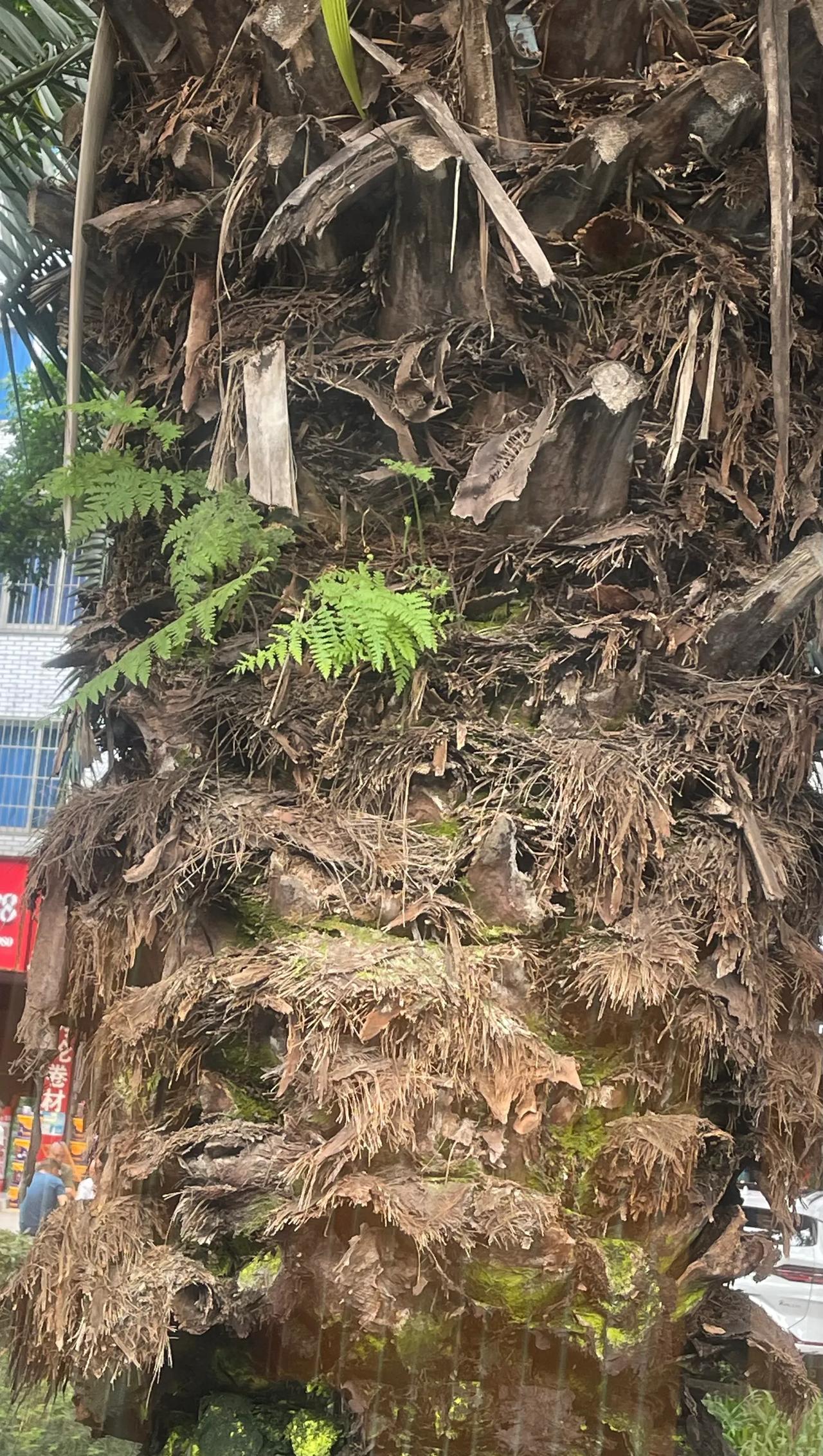 那朵五瓣雪花精致无瑕到像极塑料花，真是真作假来假亦真[捂脸]突然蒙了，是装作若无