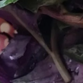 种植 🍂红凤菜高产栽培技术1、种植时间：一般情况下，为了保证红凤菜的种子能够更