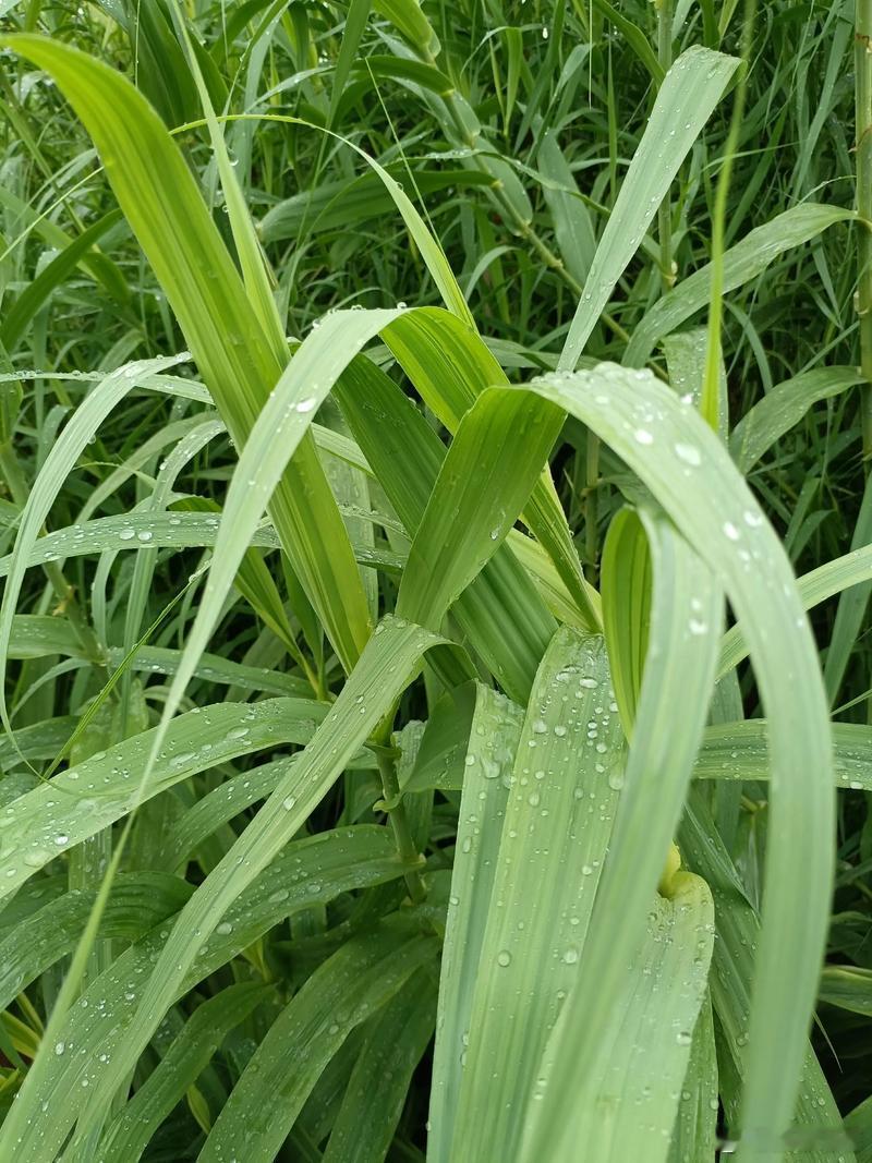 骑行七里湖骑车过怀宁洪铺七里湖◎老屋张忠 大约十年前的一个暑期，夏日炎炎，我独自