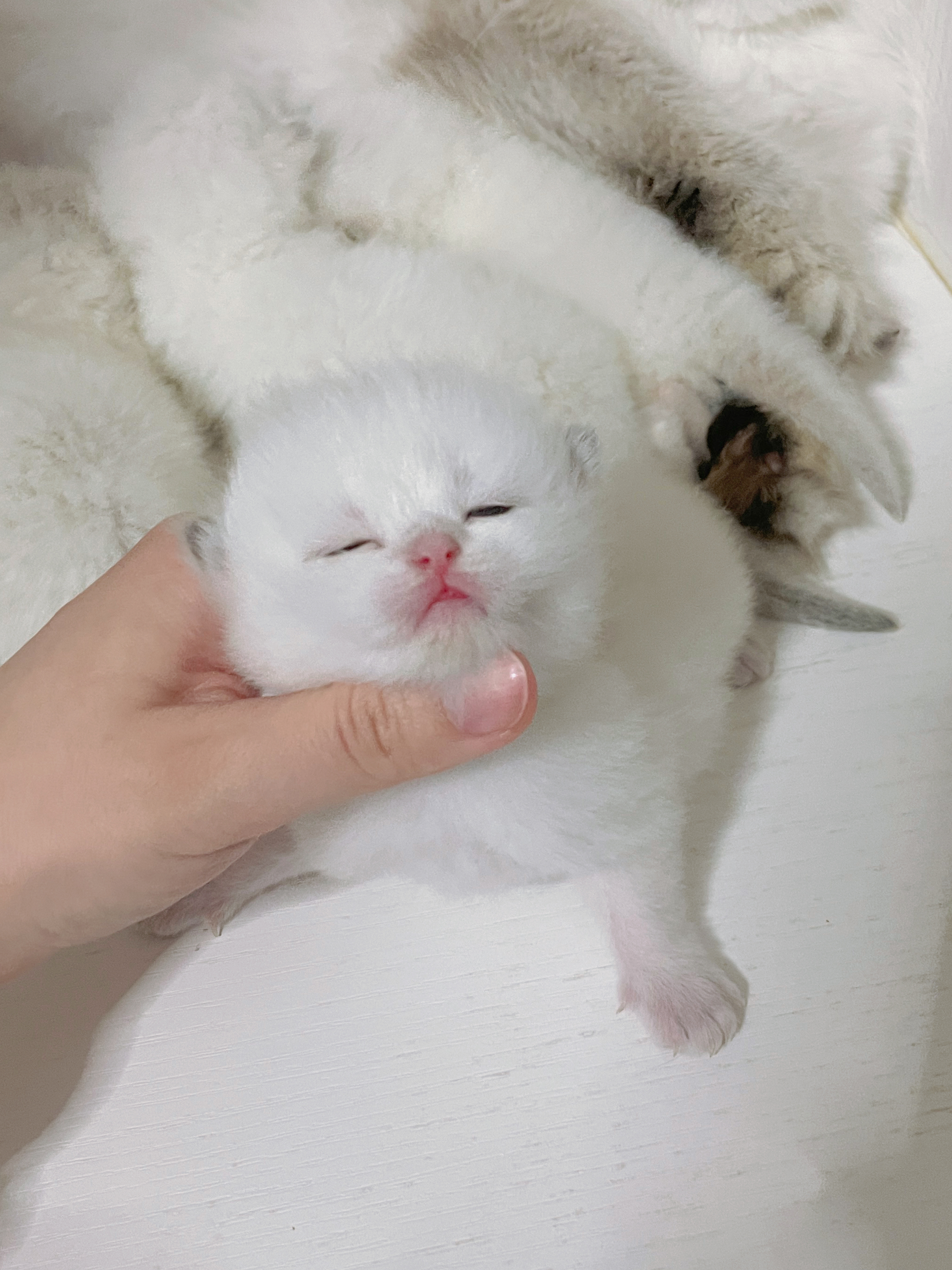 晚安啦#金点##英短金点色##英国长毛猫# ​​​