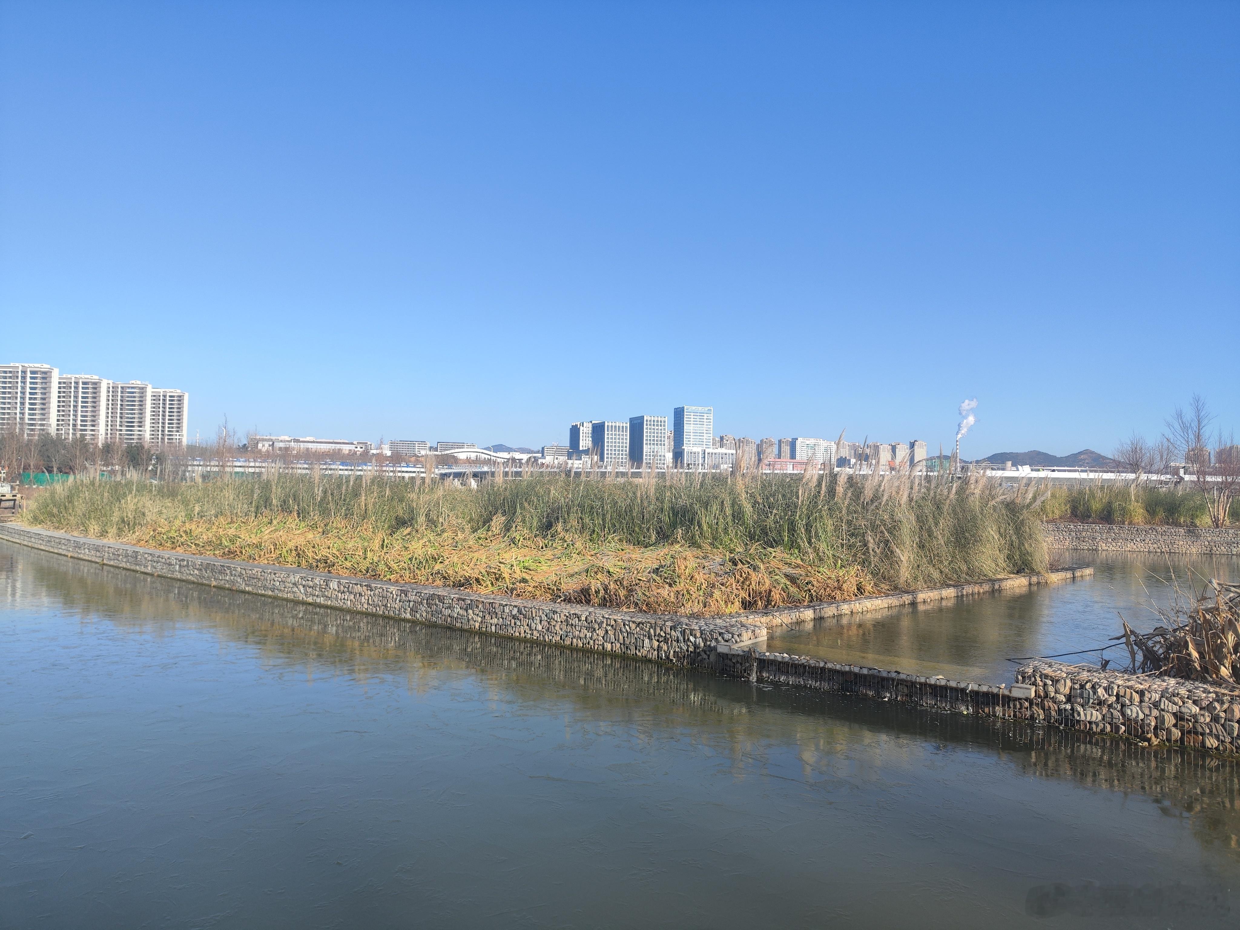 张村河生态公园的冬日暖阳。 