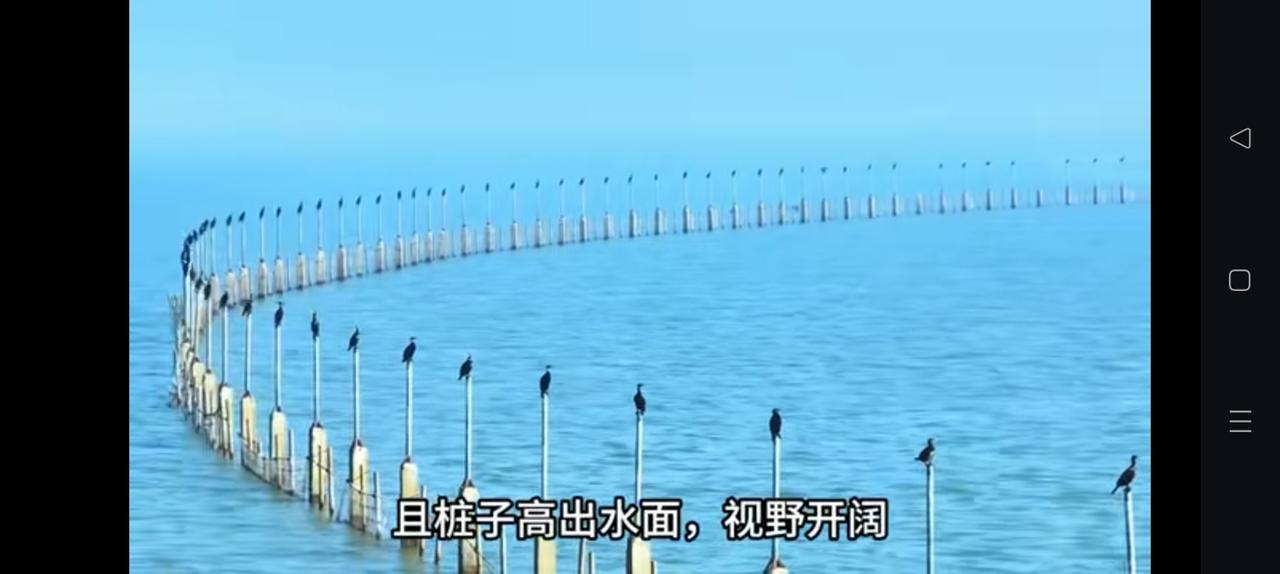 鱼鹰一字排开，山东东平湖鸟与自然。
鸬鹚也叫鱼鹰，它们的翅膀没有油性沾水需要晾干