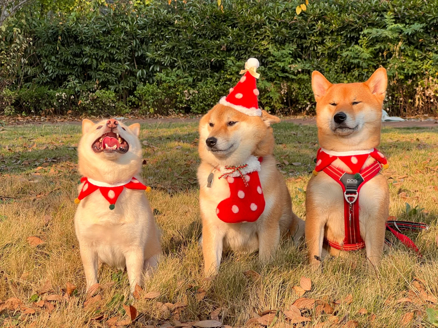 叮咚🔔请签收你的圣诞小狗们🎄