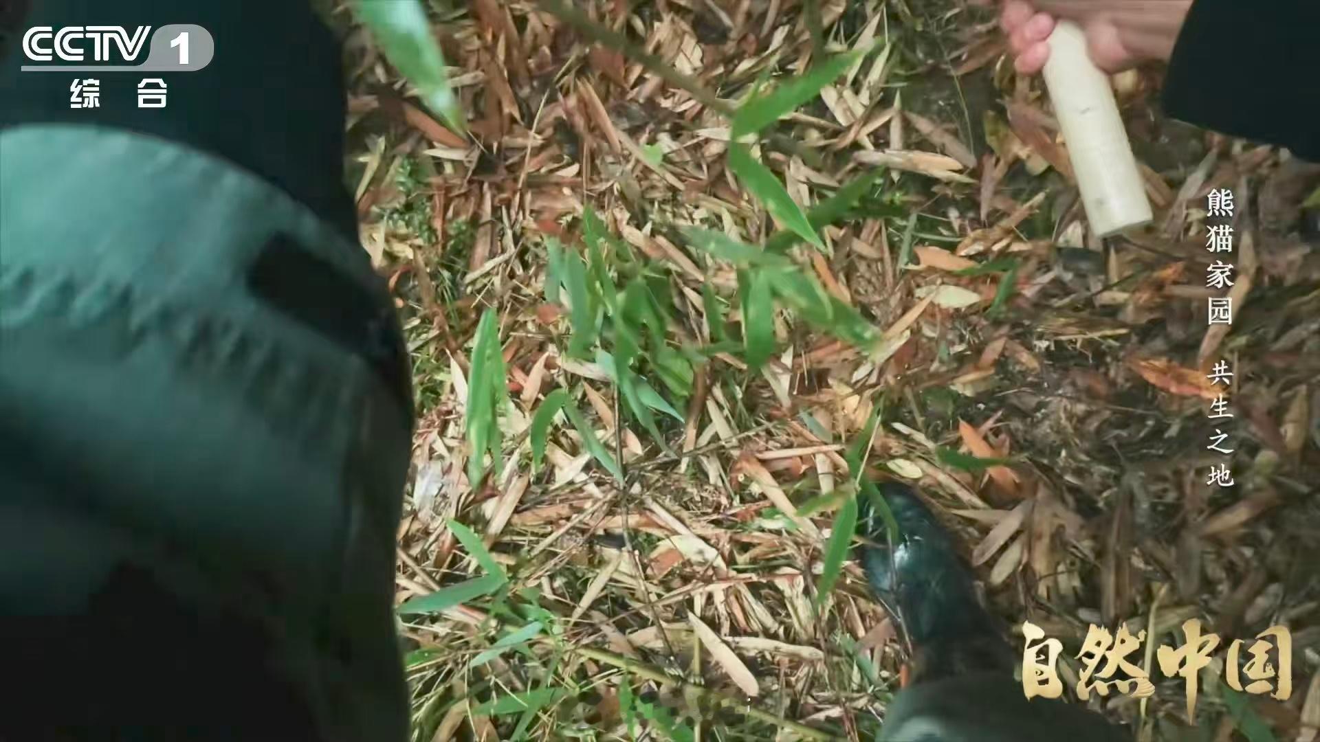 原来大熊猫不喜欢竹林疯长自然中国 一直以为竹子越多熊猫越开心，原来太密了它们都挤