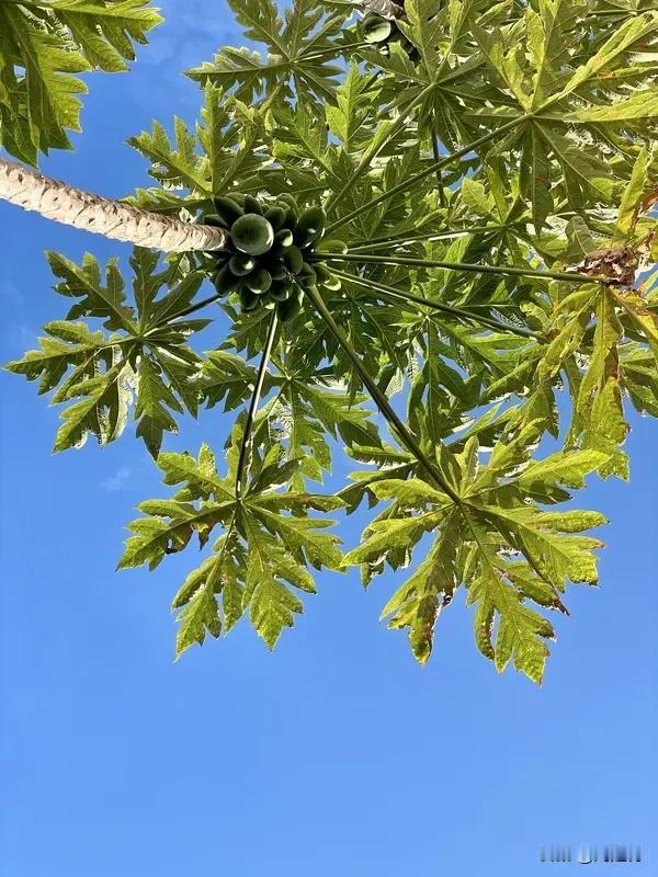 北方秋意待启 南方暑热未消 北方秋意待启，南方暑热未消。最近这天气啊，真就把“北