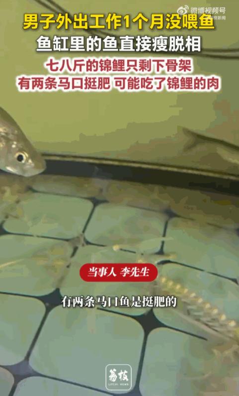 无妄之灾！山东临沂，一位男子出差一个月回家，赫然发现自家鱼缸里，一条养了多年的七