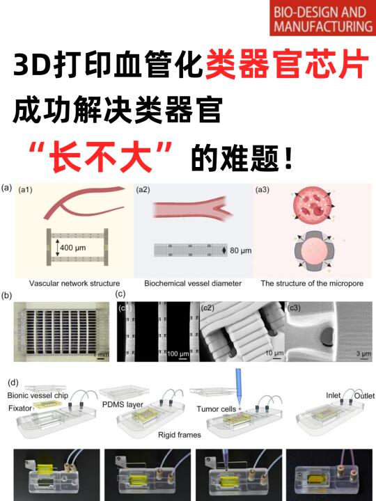 3D打印血管类器官芯片，培养了厘米级类器官