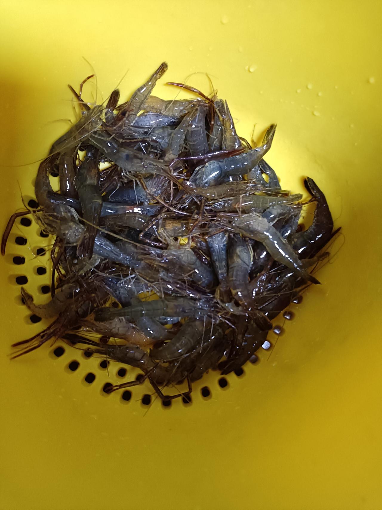 上午去附近菜场买了一点河虾，55 元一斤，计 17 元；又在旁边海鲜摊档买了两条