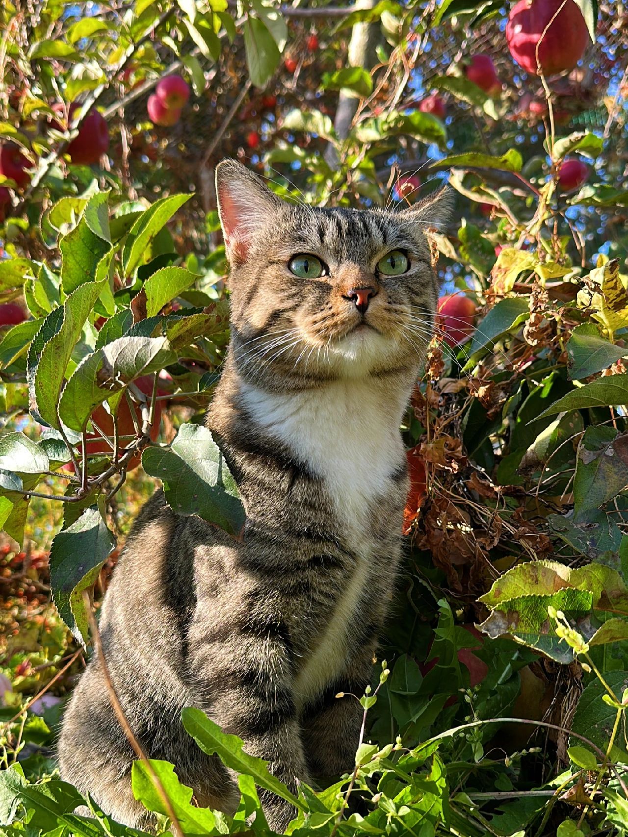 猫：发现自己最近越来越帅了