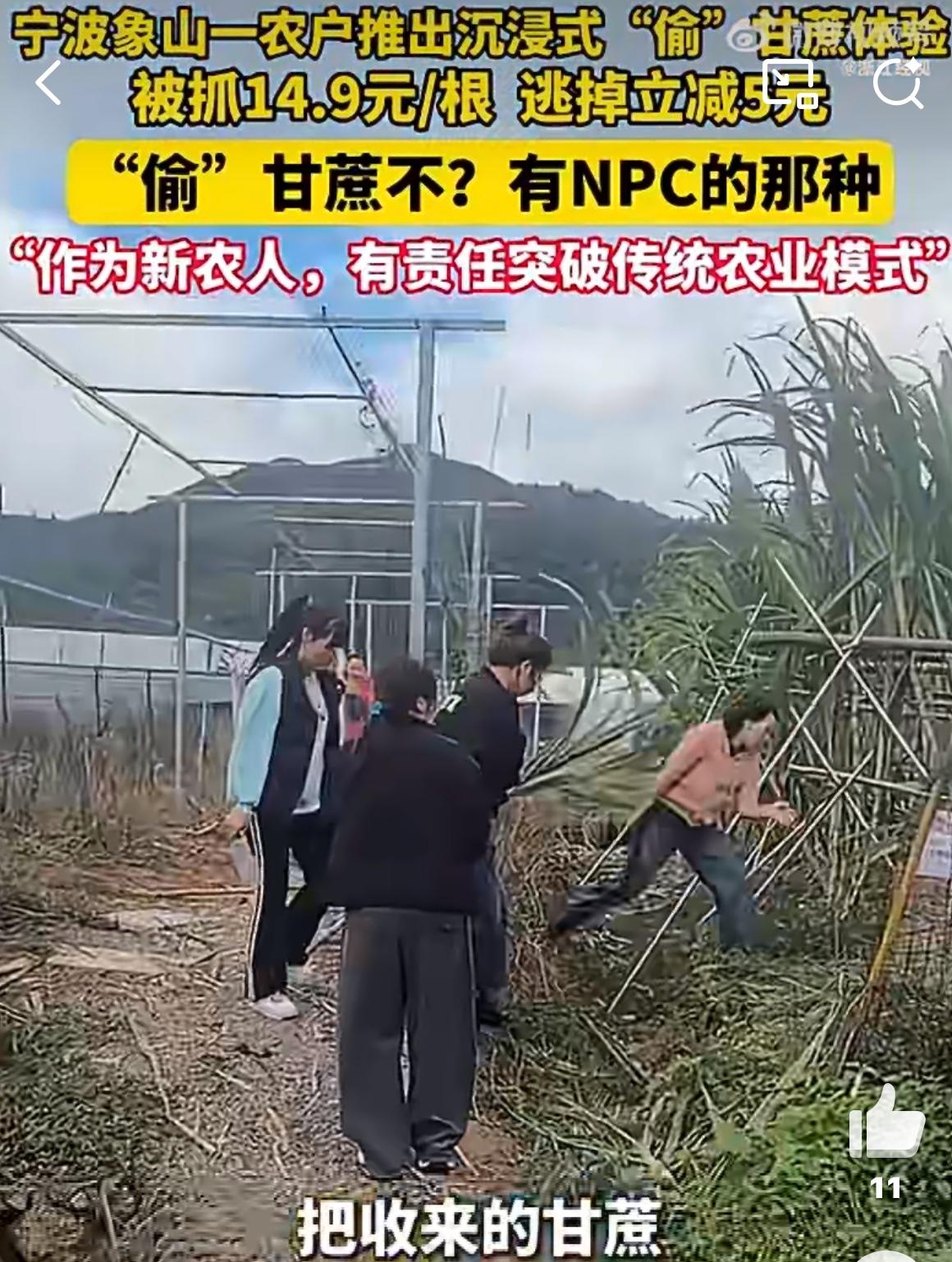 震惊啦！

花9块9去“偷”甘蔗，被逮到还得加钱？这届年轻人找刺激都找到农田了！