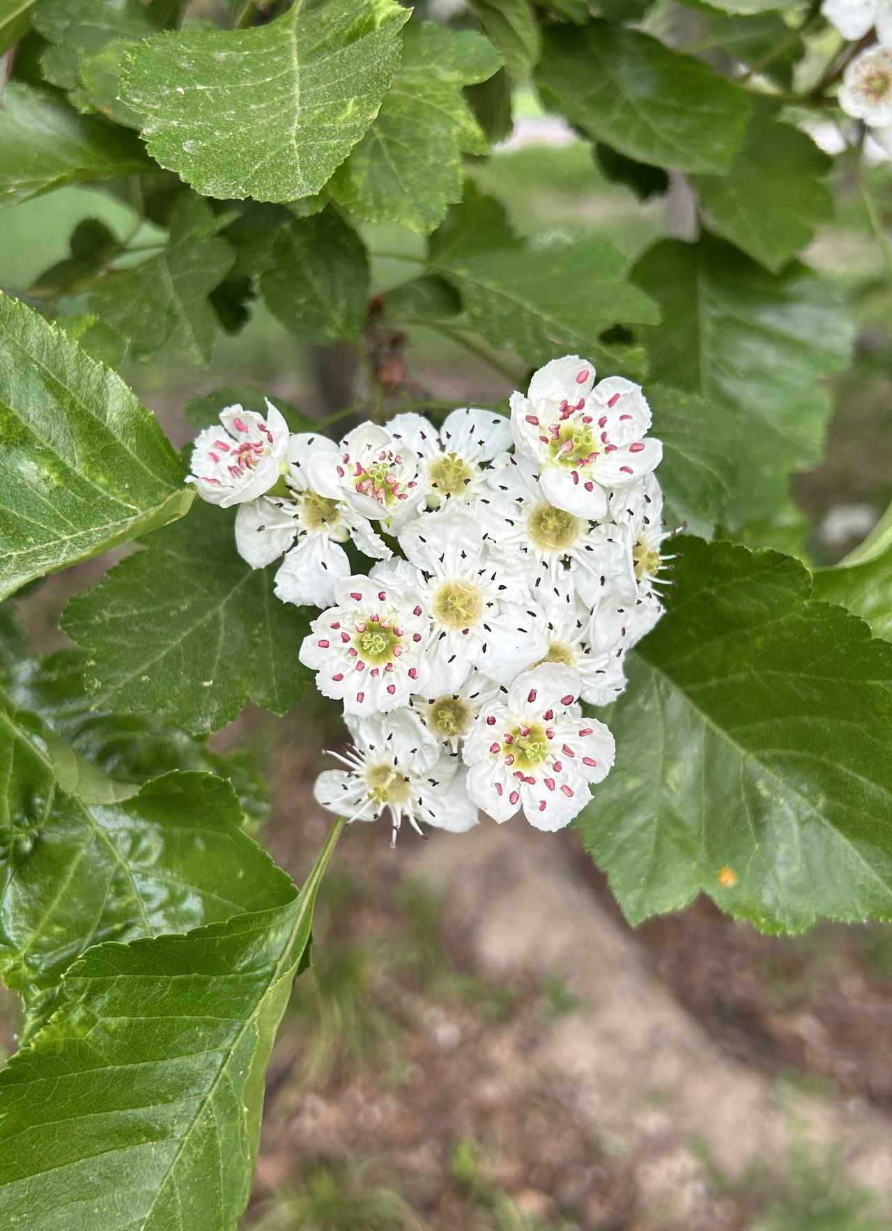 早起去“京城梨园”锻炼，看到了盛开的山楂花。

山楂花花心细蕊带着淡淡鹅黄，干净