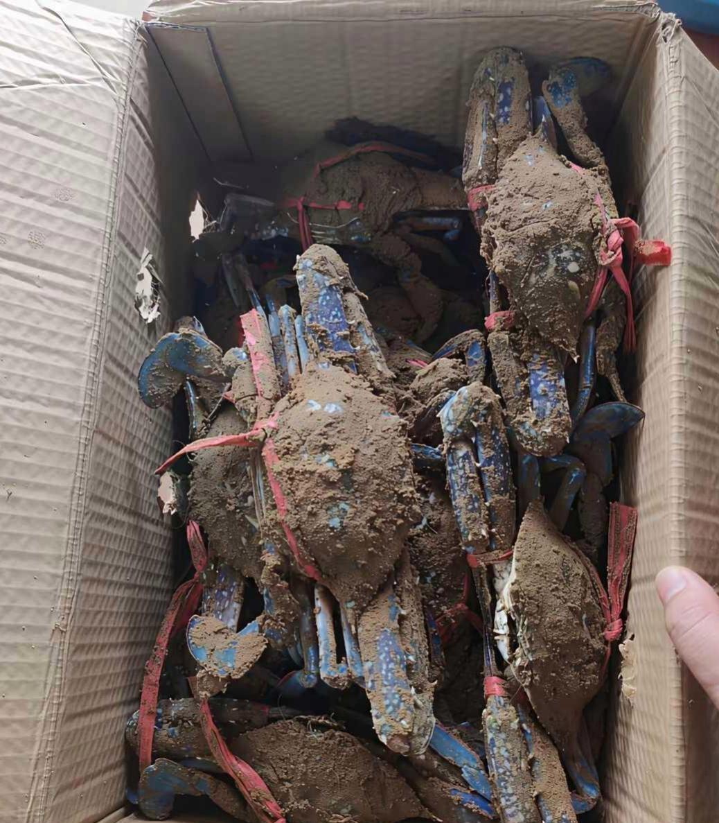 同事回老家，特意给我寄过来一大箱特产。下班回家我赶紧拆开纸箱，打开的瞬间直接看愣