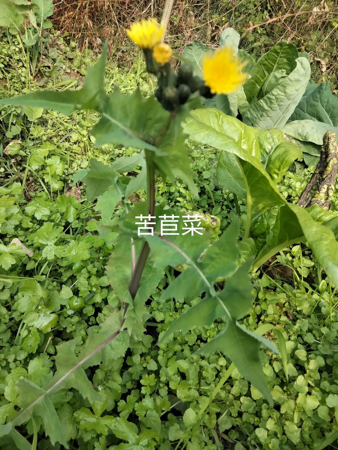 兔子爱吃的五种野菜:苦苣菜，苦荬菜，蒲公英，苣荬菜，黄鹌菜