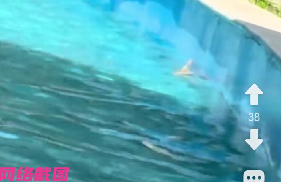 河南开封有游客，在某处水上游乐园游玩时，竟发现水池内出现一条蛇，后被乐园安全员给