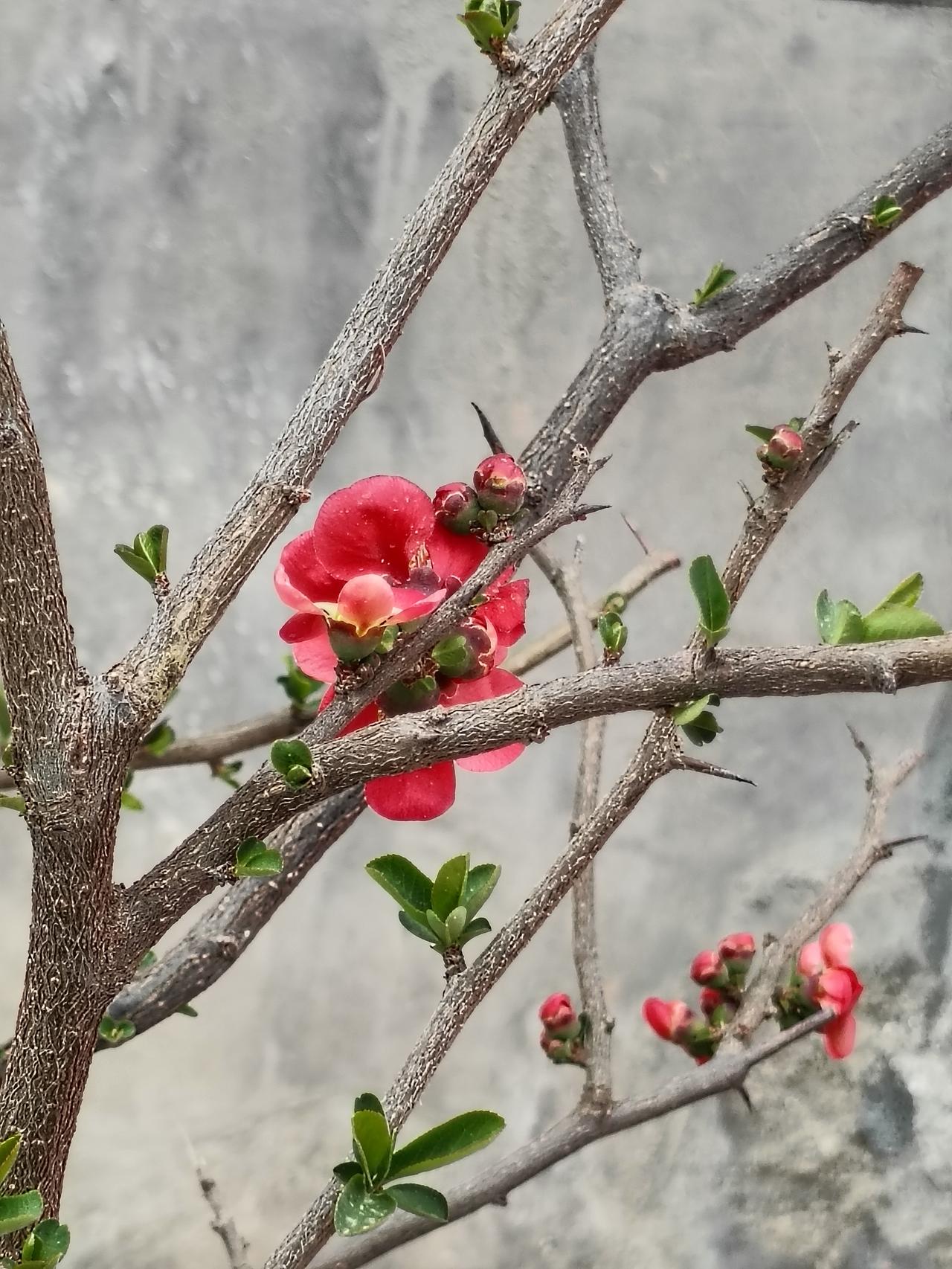 枝头的红海棠悄悄绽开，是春日递来的温柔信笺。枯褐枝干藏着新生，嫣红花瓣裹着暖意，