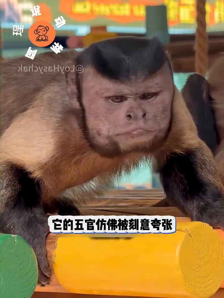 初见这只猴子，你大概会惊呼它是世界上最丑的灵长类，甚至怀疑它是否真属于猴类。不同