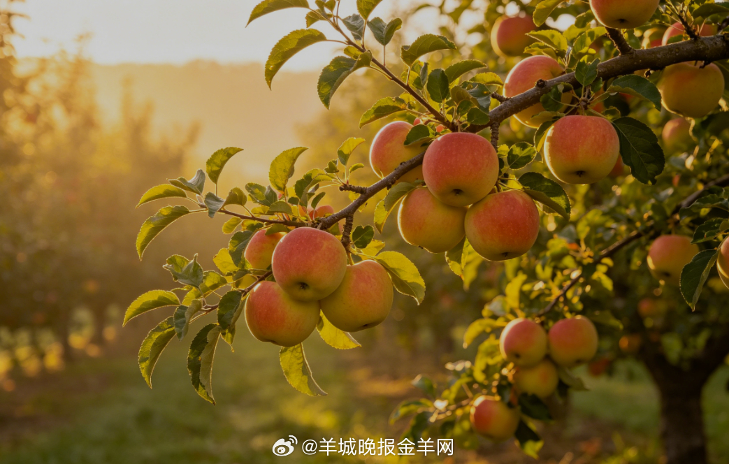 #早安# 晨光温柔洒满时令果园，枝头鲜果饱满清甜，微风裹挟着果香轻轻飘荡。漫步在
