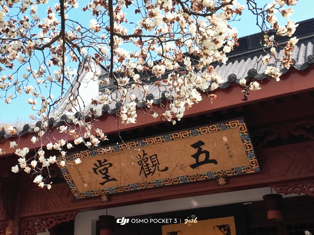 3.11法喜寺玉兰花开爆啦，交换大家拍的玉兰