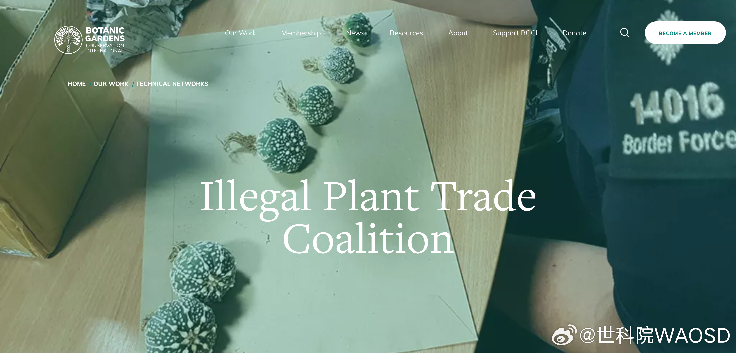 你买的珍稀植物，可能正来自盗采！全球联盟出手了近日，国际权威保育期刊《羚羊（Or