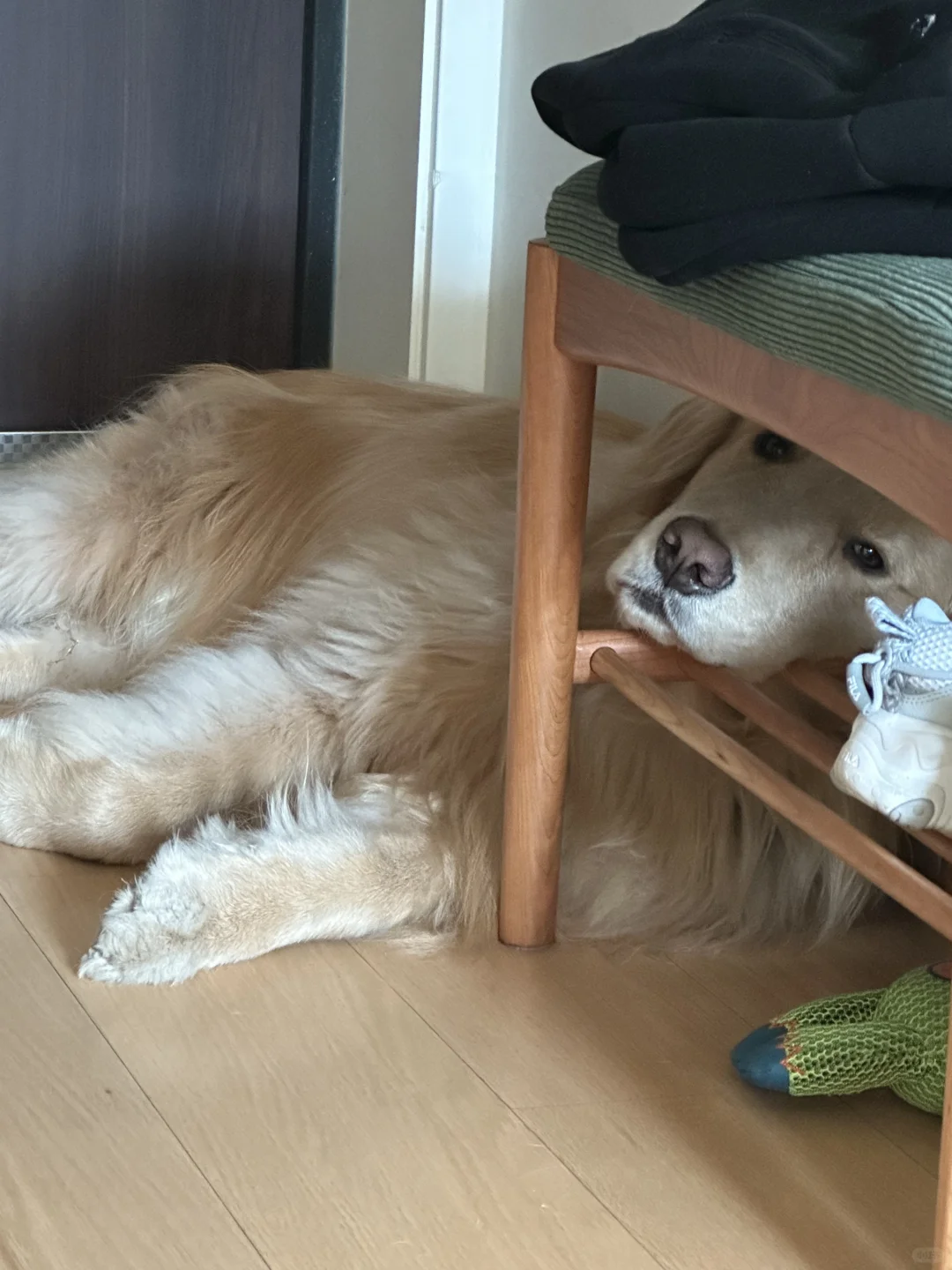 挺会享受一狗