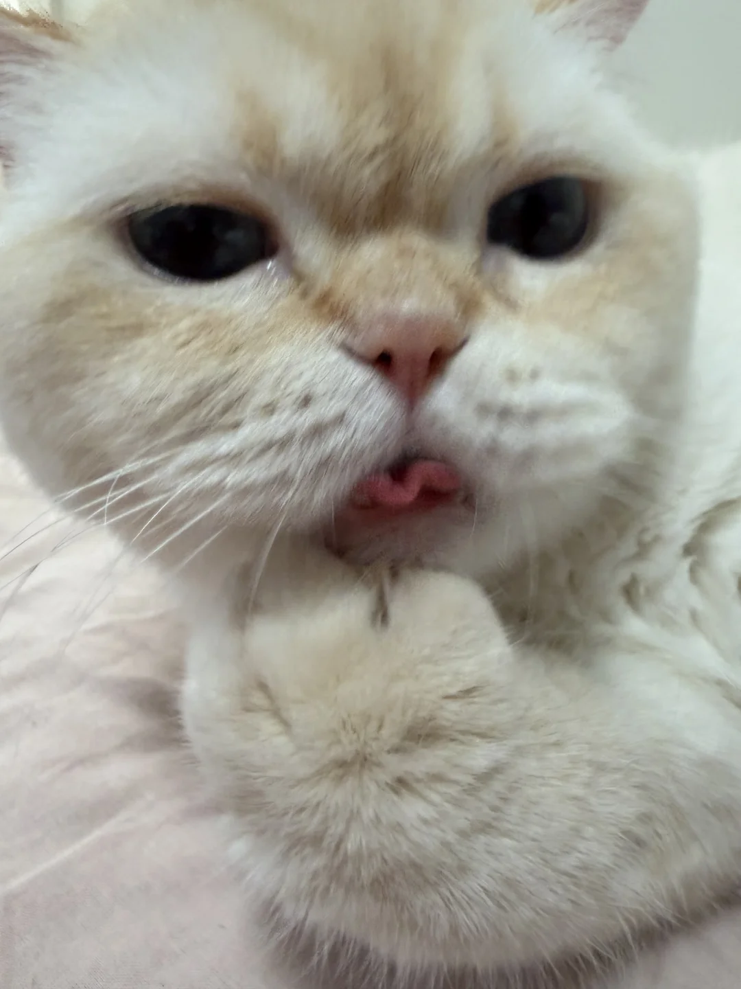 三年没洗澡的小猫就这样
