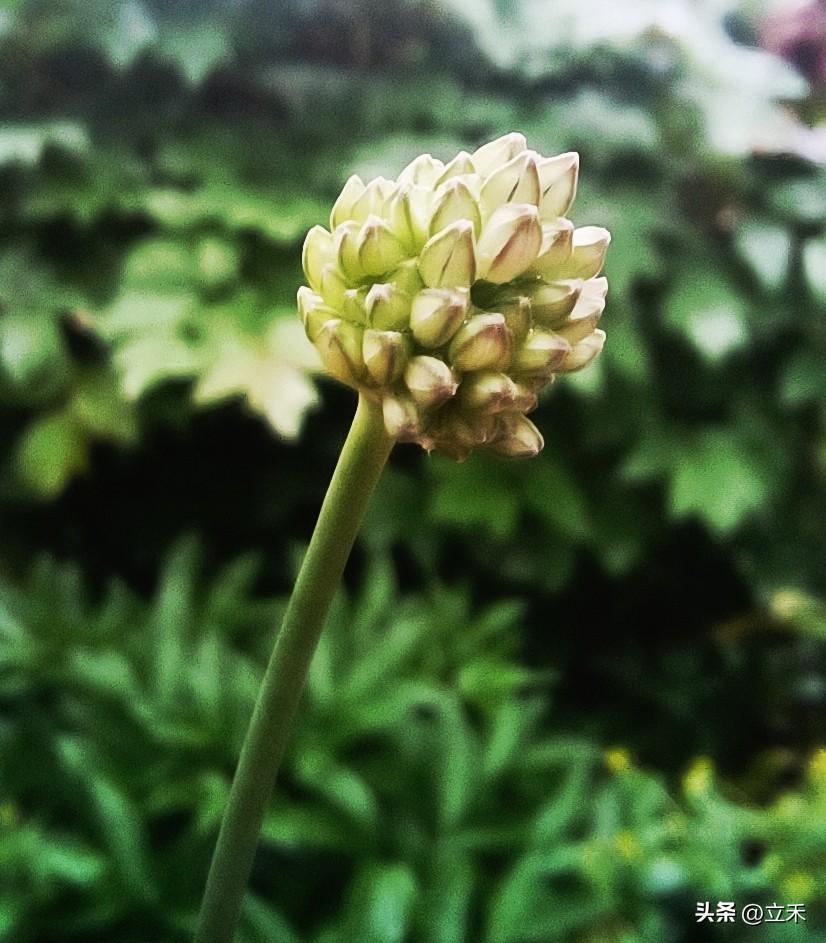 今天晒一下花盆里自己长出的一棵植物，具体是什么真是不知道，百度了半天，说是山韭菜