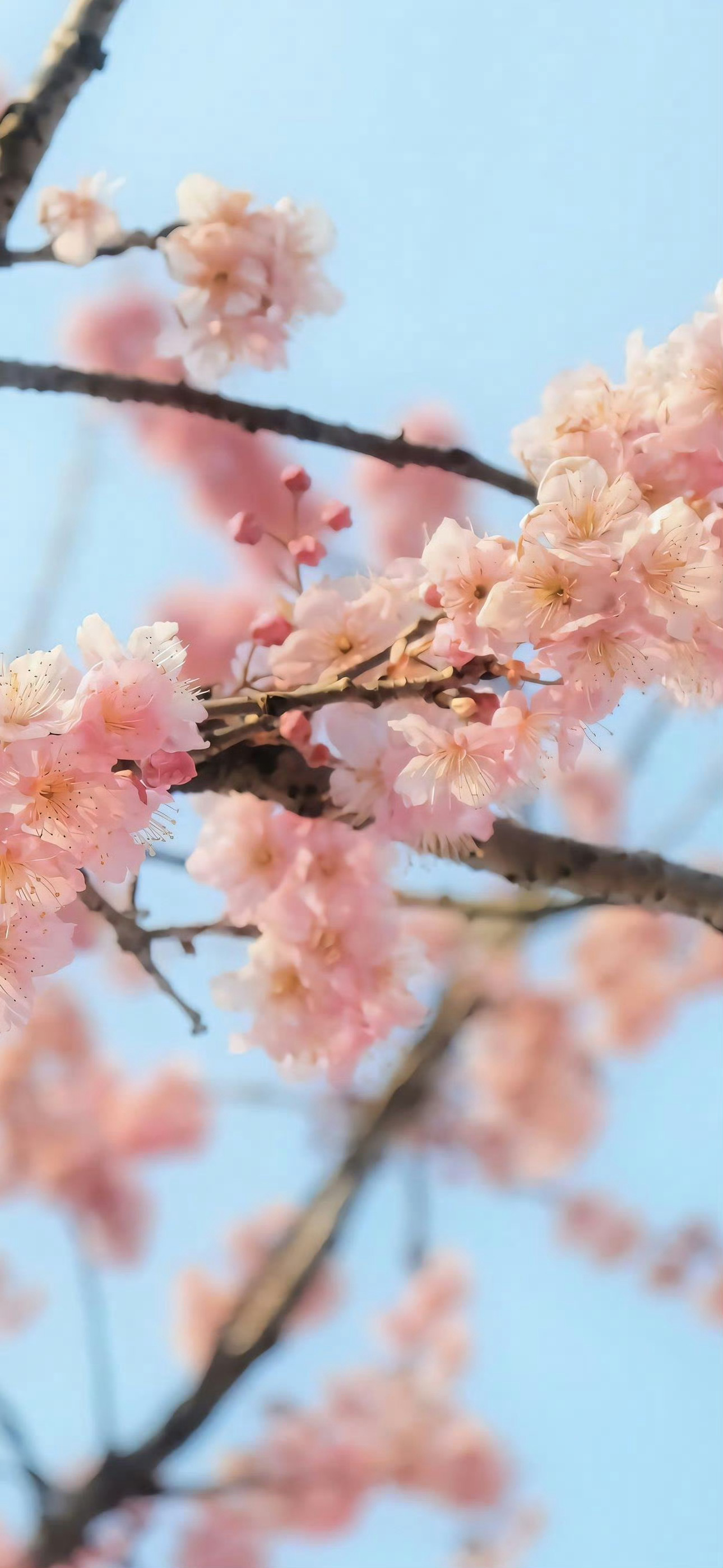 桃花[超话]  春花儿笑！早安 