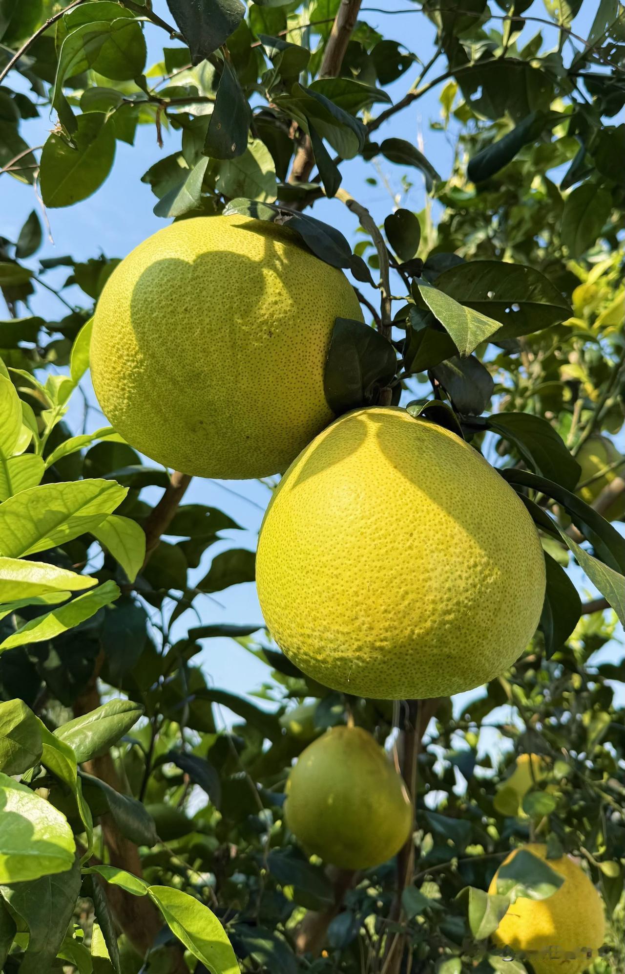 深秋的风掠过街巷，空气里渐渐浮起一缕清润的甜香，那是柚子成熟的讯息。市集上、水果