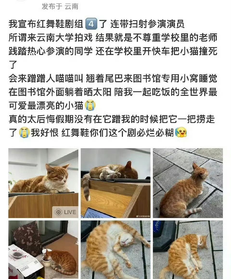 曝红舞鞋剧组开快车撞死猫经反复沟通与确认，10月22日，《红舞鞋》剧组在云南大学