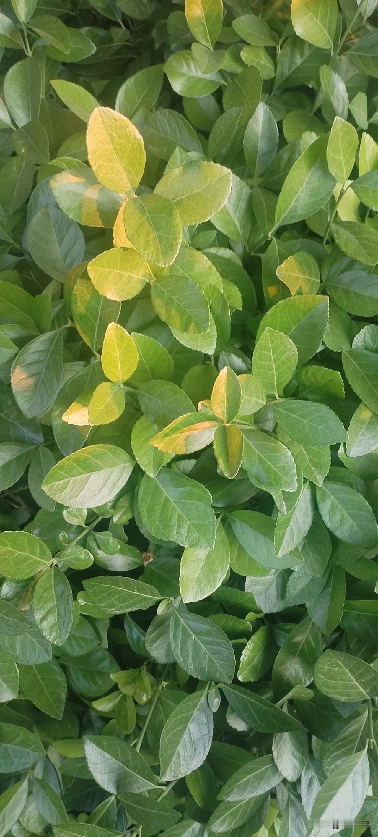 现在的奶奶都十分疼爱孩子，孩子奶奶经常给孩子买零食，有一天孩子奶奶又给孩子送家来