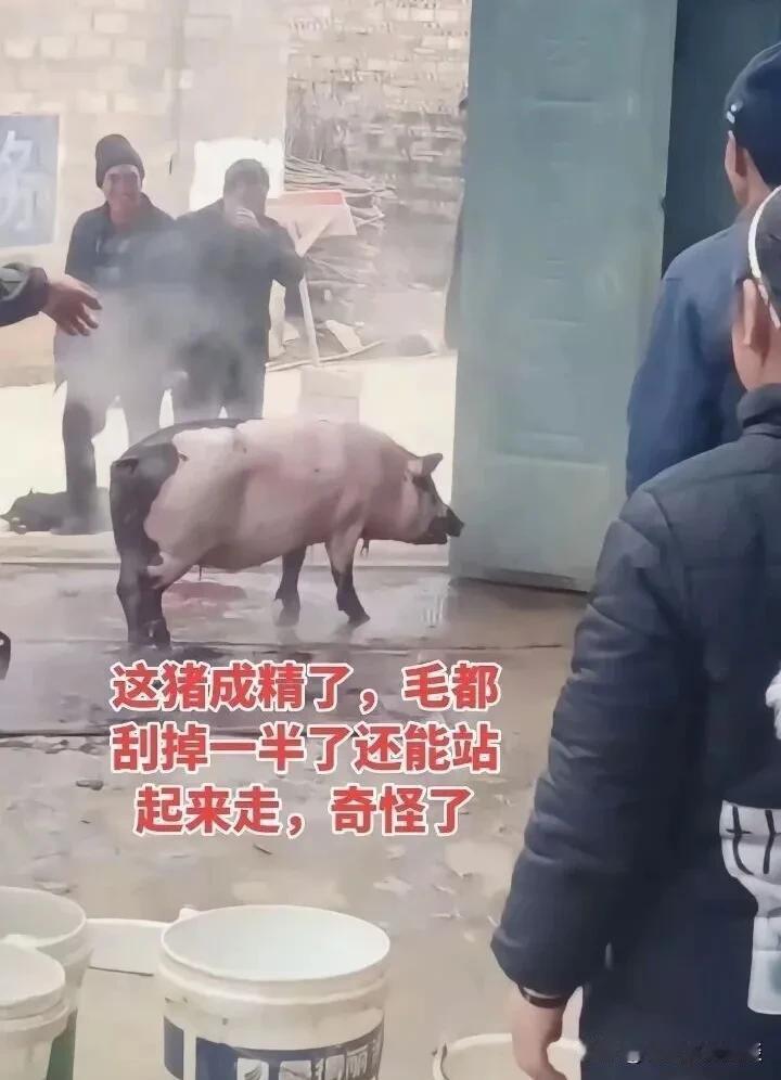 杀个猪能让人笑死过年邻居杀年猪，专门请了一位杀猪的师傅，没想到放了血，猪毛刮了一