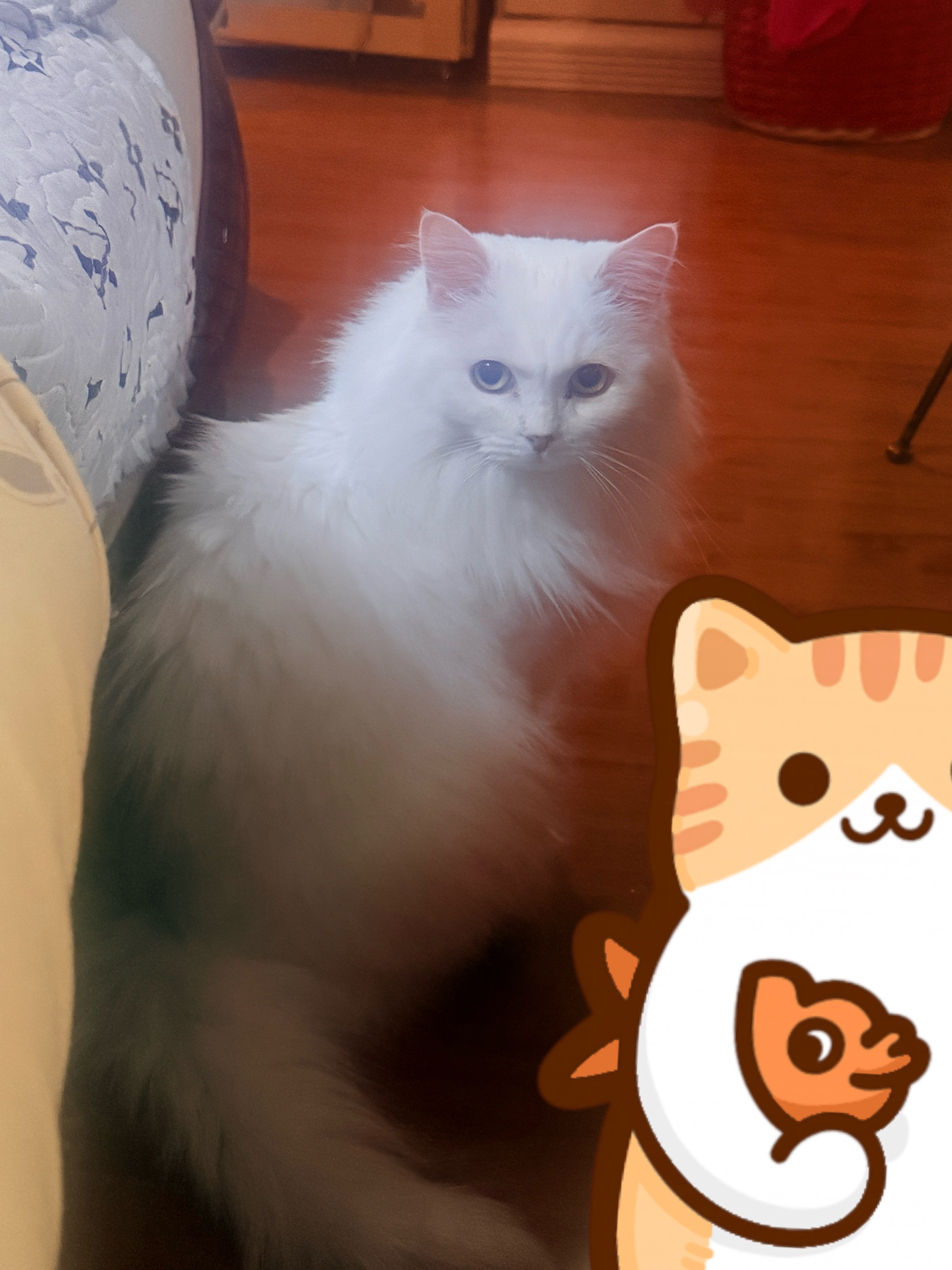此猫就这样在晚上用这个表情催我去睡觉……唉，前面有一天下雨的时候，笑笑在高处睡觉