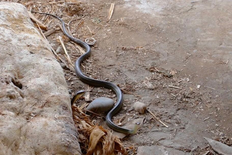 洪水退去之前，敬畏之心不能退🐍看着“800多条蛇趁洪出逃”的新闻，后背发凉，但