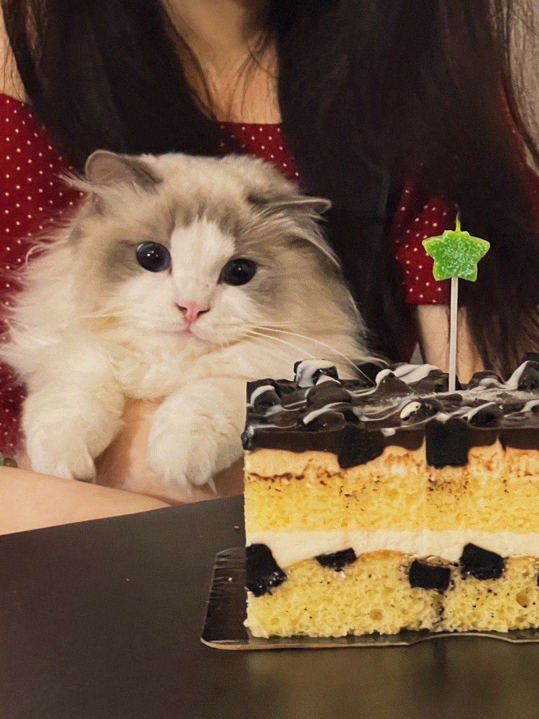 三得利的快乐[喵喵]生日蛋糕和最爱他的妈妈（家长） ​​​
