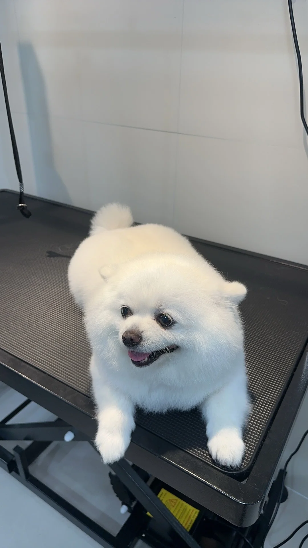 纵享丝滑白嫩小猪