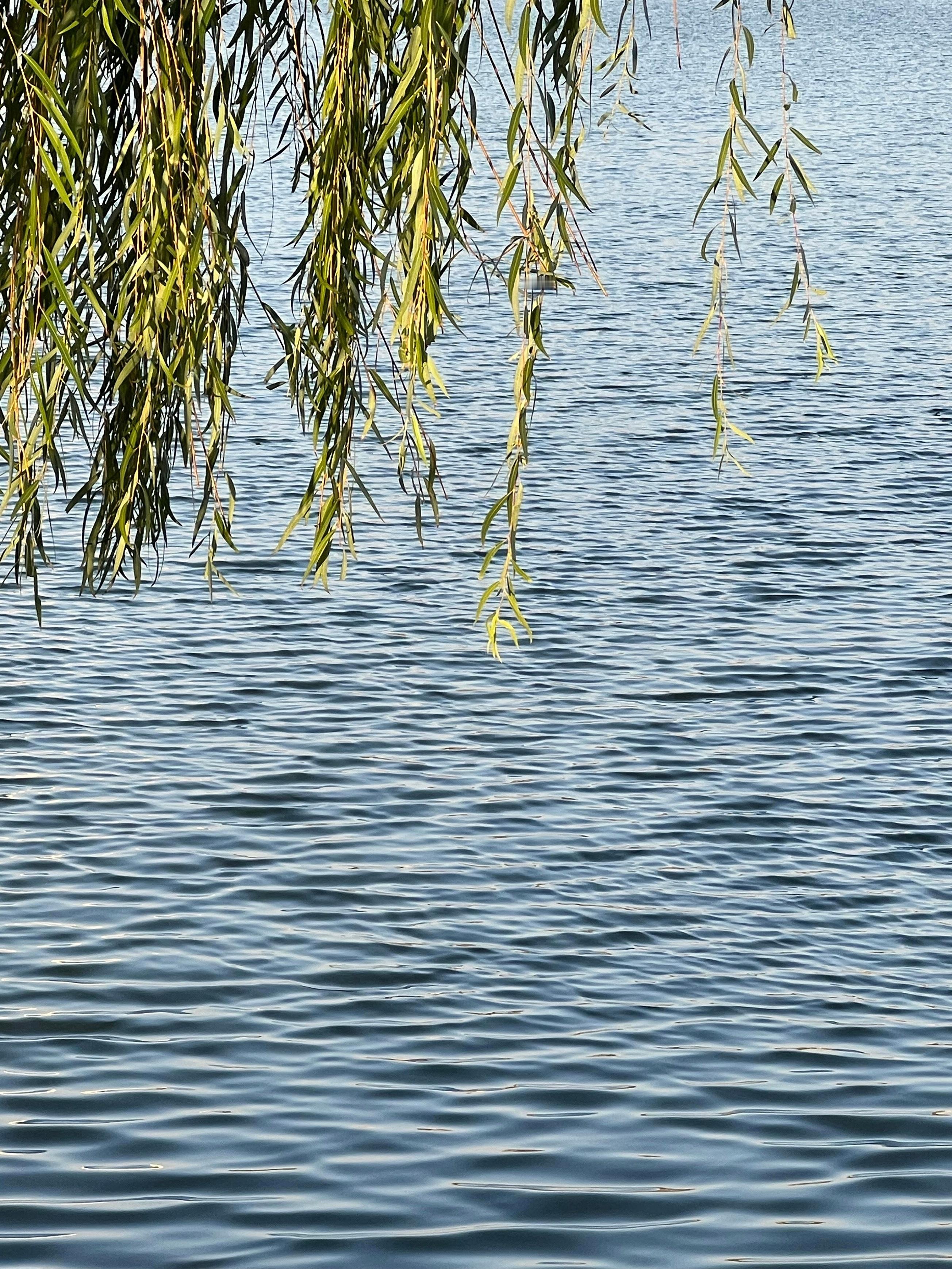 能够顾好自己的人，才有余力照顾他人很多以牺牲自己为前提，试图换取他人青睐的人，最