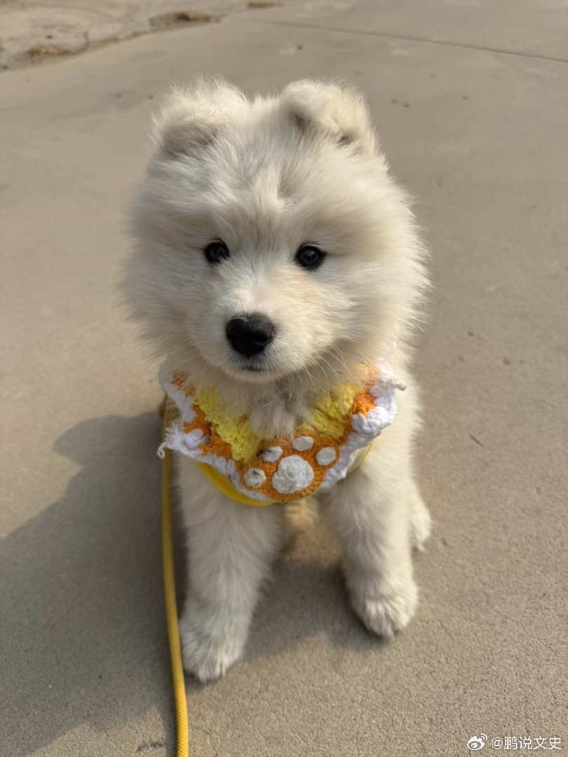 萨摩耶几天不见小狗又变大了萌娃熊宝