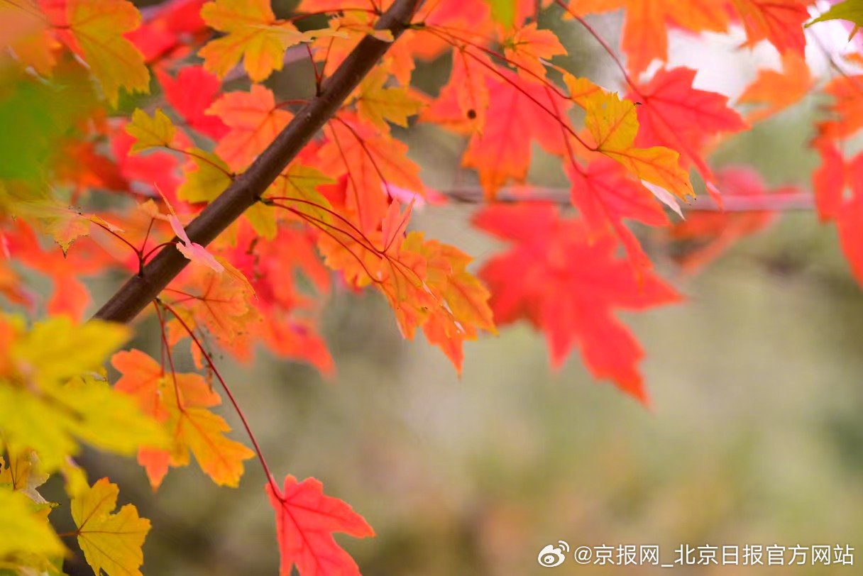 【斑斓！#北京已经层林尽染了#】#北京秋景像幅动态油画# 北京的秋，把山林变成了