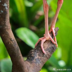 感恩是一种善行，我们要感恩一切善待自己的人，感恩世间万物，并且要知恩图报，感恩是
