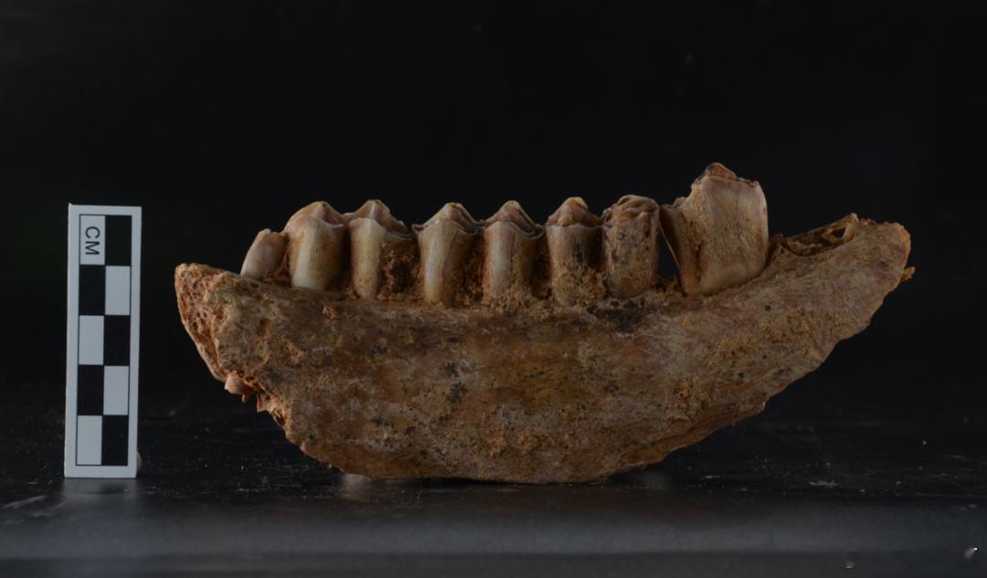 考古新发现安徽省和县猿人遗址新发现两枚古人类牙齿 安徽省文物考古研究所副研究馆员