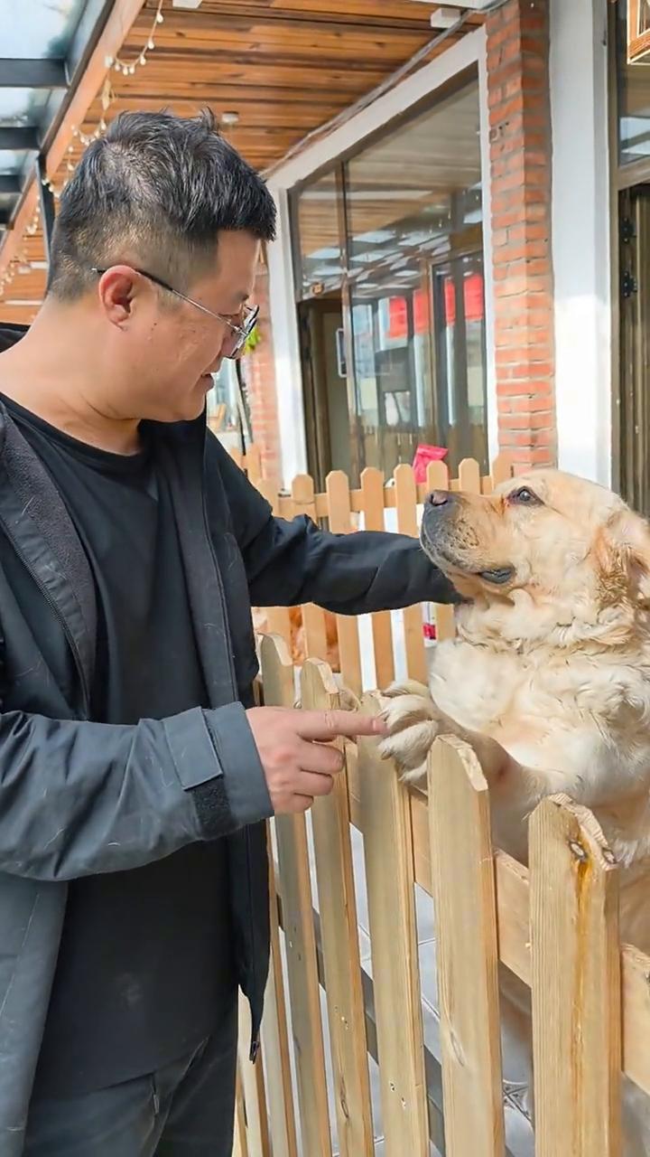 看看这大爪子，这大嘴叉子，这爪子粗，跟老虎爪子挺像，跟老虎爪子似的。这大嘴，来摸