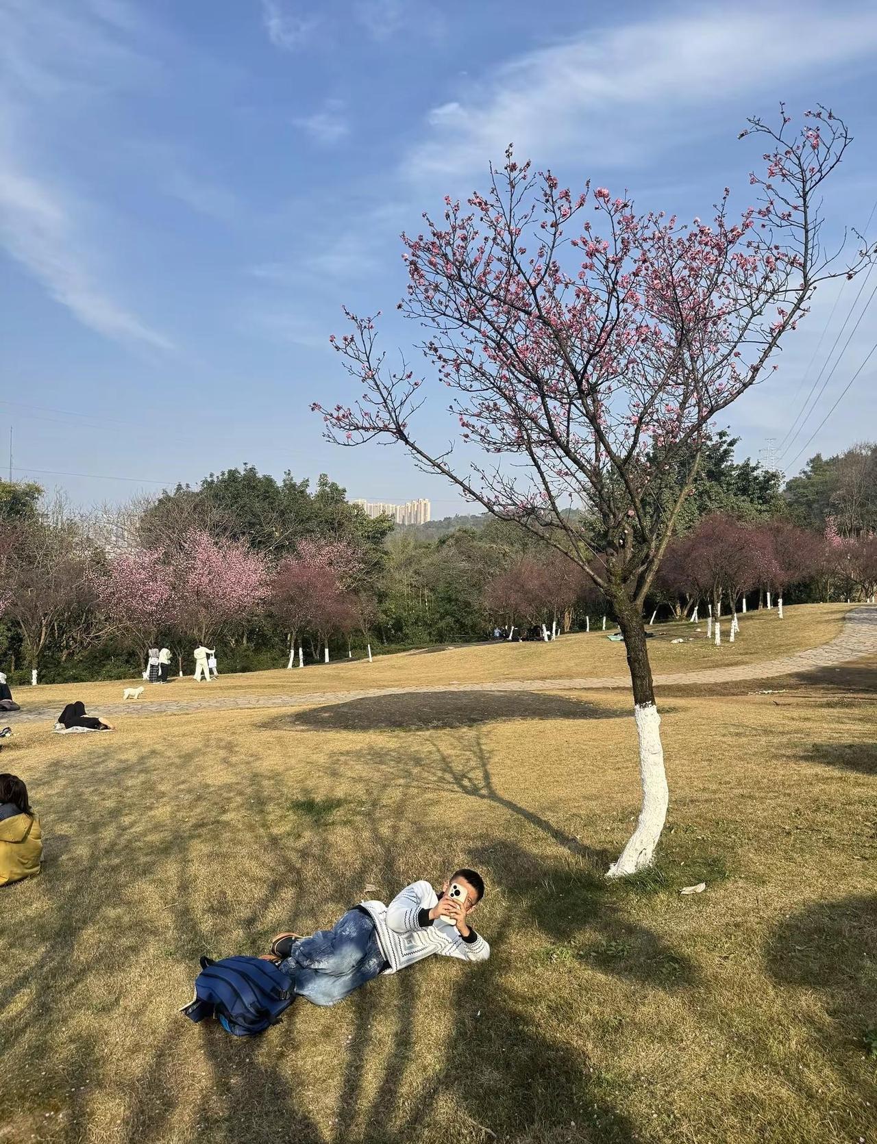 照母山森林公园 热点 创作者扶持计划 游玩攻略 重庆