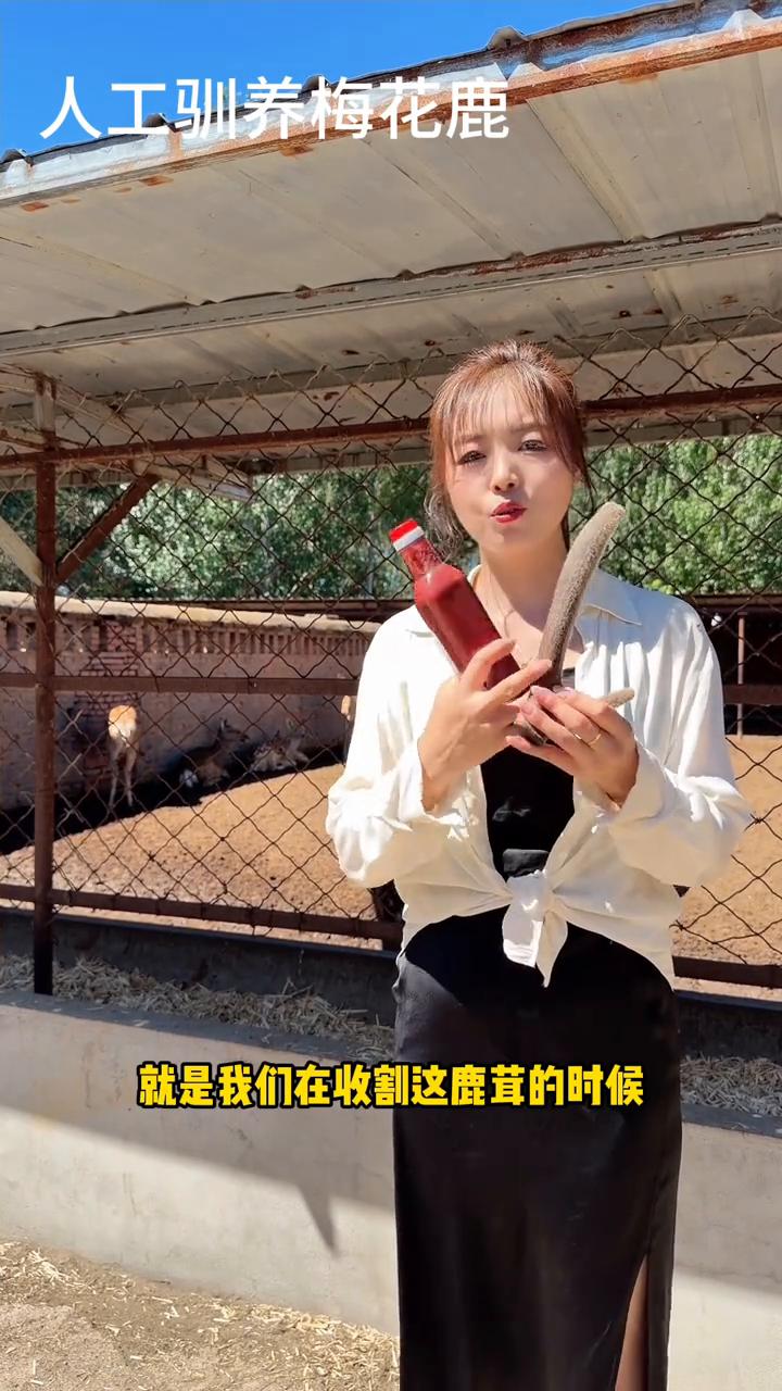 人工驯养梅花鹿。
鹿茸和鹿茸血哪一种更好？应该怎么选？今天一条视频跟大家分享一下