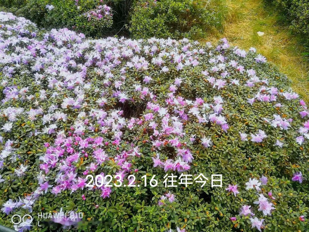 穿越花海赴春天的约会 旅行推荐官 纯天然花海 跟我去旅行 原创摄影