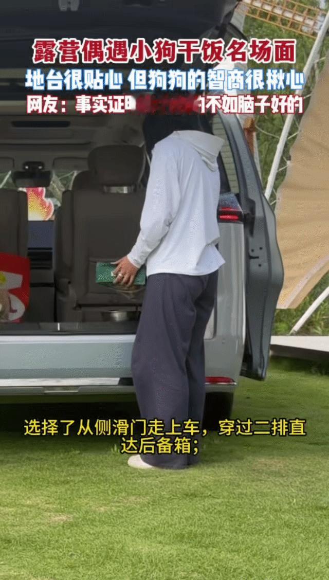 杭州的狗子精神状态有点说法杭州露营地里金毛智商上大分 杭州的狗子精神状态真的有点