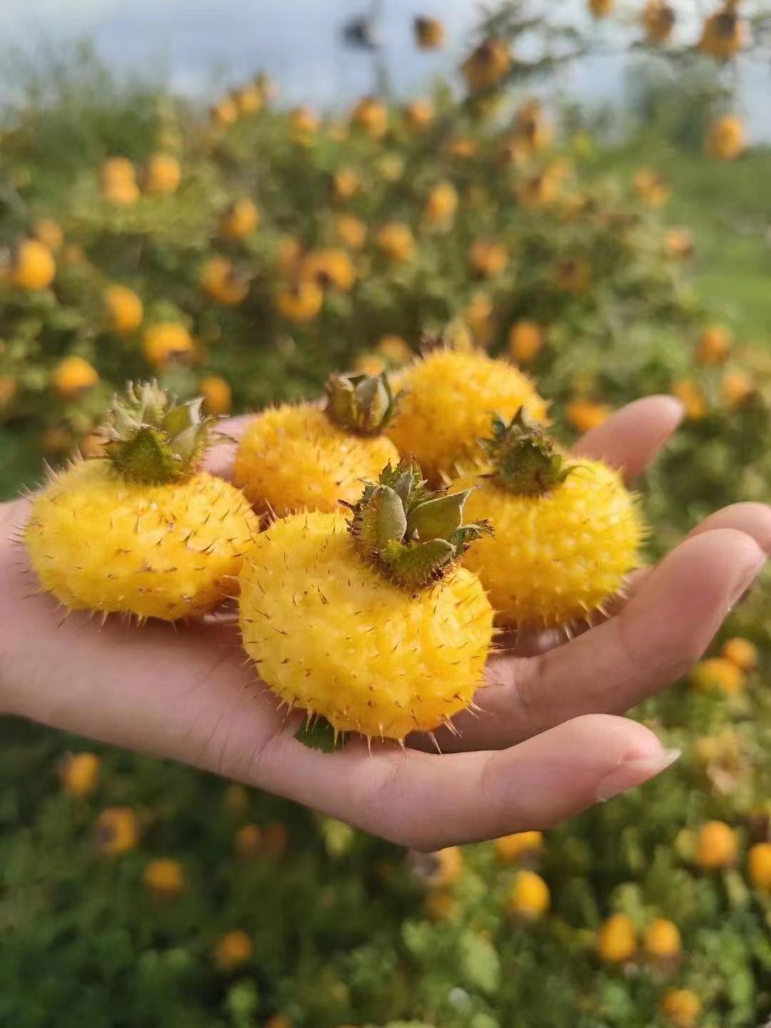 现在的A股市场出现一个统一的现象！
只要上涨，就卖出！
机构量化冲高卖出！
游资